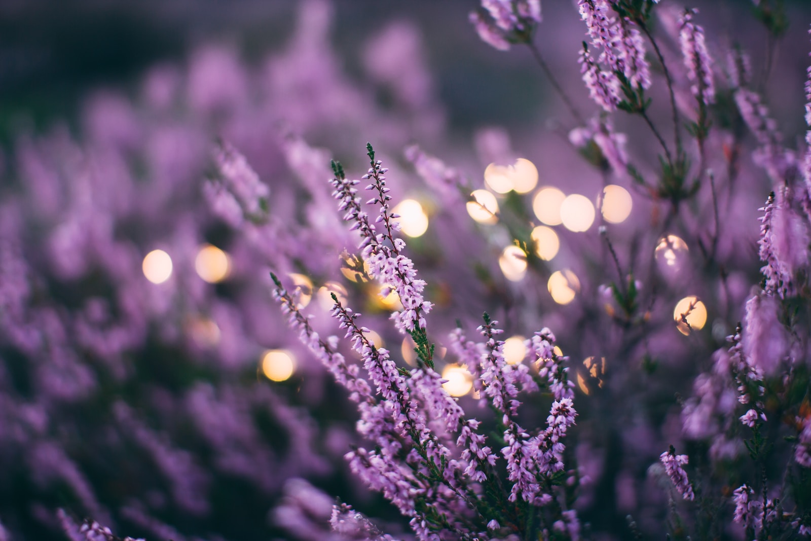 Lavendel tegen zilvervisjes